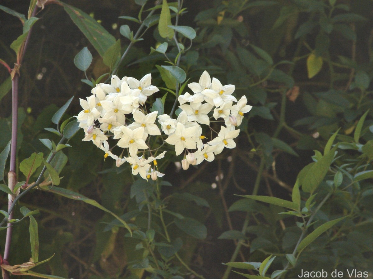 Solanum laxum Spreng.